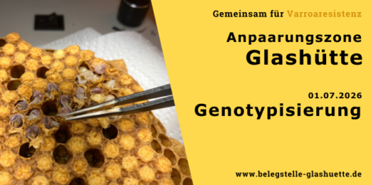 Genotypisierung der Drohnenlinien