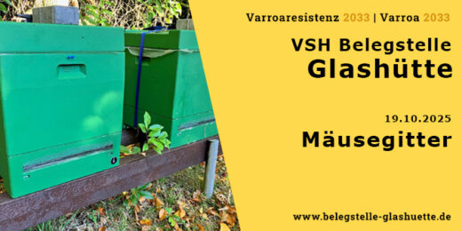 Mäusegitter an den Bienenvölkern