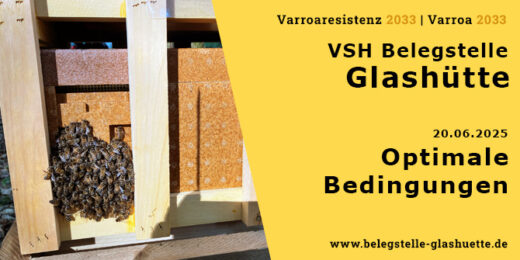 Optimale Bedingungen zur Begattung auf der Belegstelle