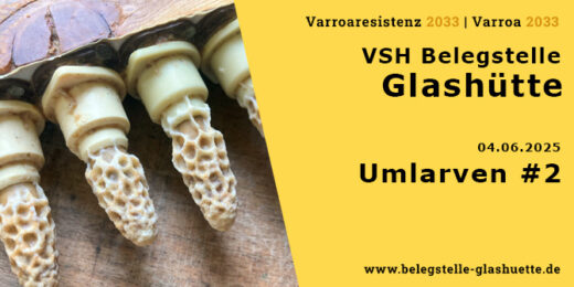 Umlarven 2. Durchgang